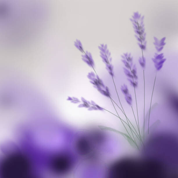 Poster Lavender bouquet on purple background. Digital