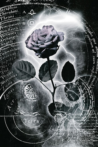 Affiche Rose - Poster fleur noir et blanc