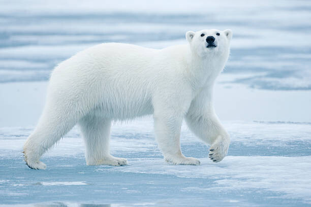 Poster Polar Bear, Svalbard, Norway