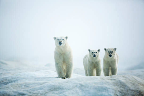 Poster Polar Bears in Fog, Hudson Bay, Nunavut, Canada