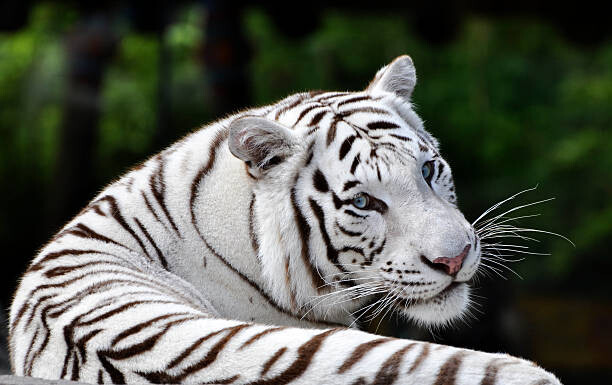 Poster Portrait Beautiful White Bengal Tiger