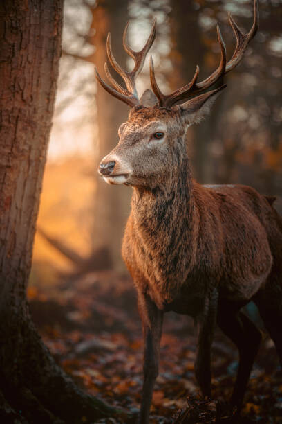Poster Red Deer Stag Portrait