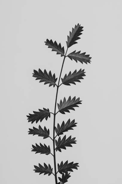 Poster Strange and Beautiful