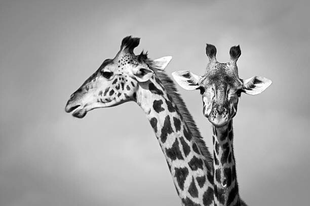 Poster Two giraffe