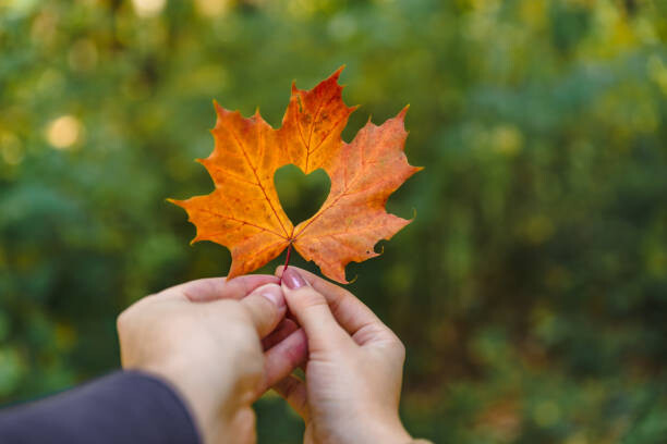 Poster yellow maple leaf in hand with heart in the middle