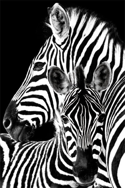 Zebra Poster