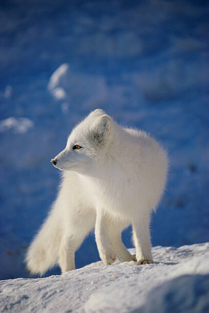 Samolepka Arctic Fox