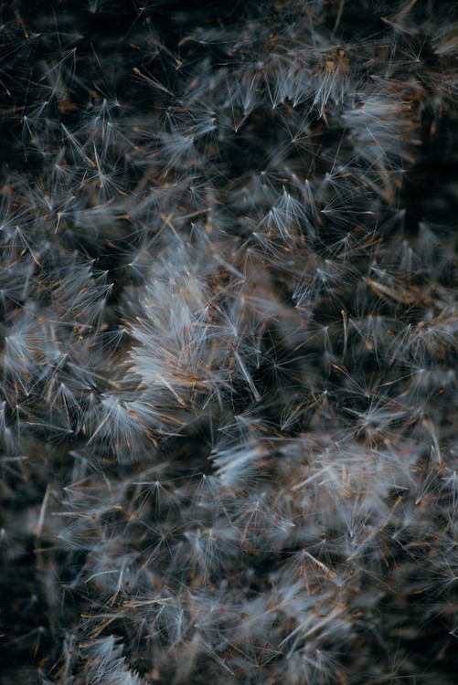 Arte fotográfico Abstract texture of dandeleon baldes