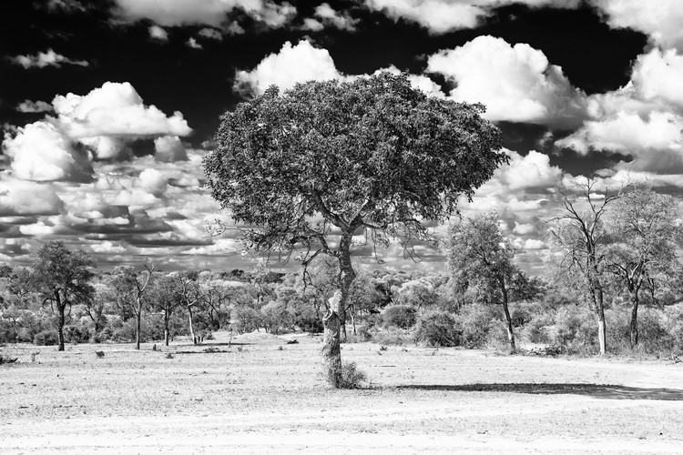 Arte fotográfico Acacia Tree in the African Savannah