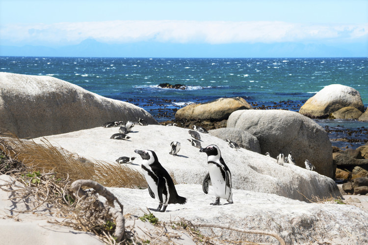 Arte fotográfico African Penguins