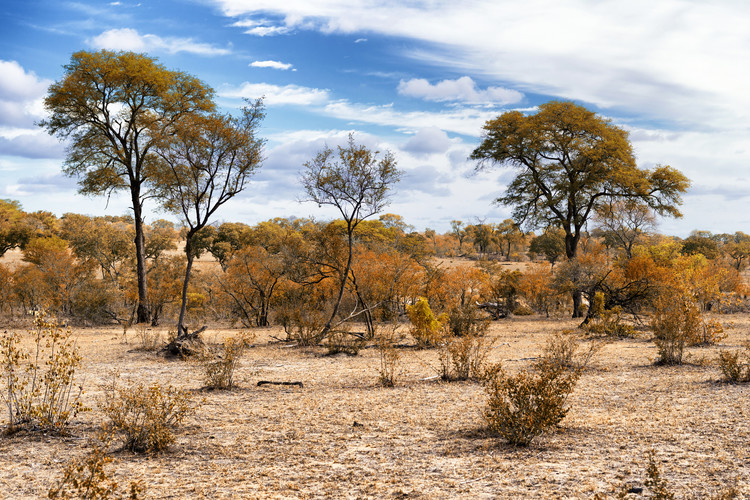 Arte fotográfico African Savannah Landscape