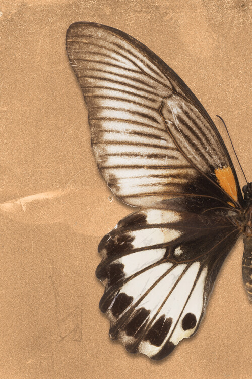 Arte fotográfico AGENOR PROFIL - ORANGE