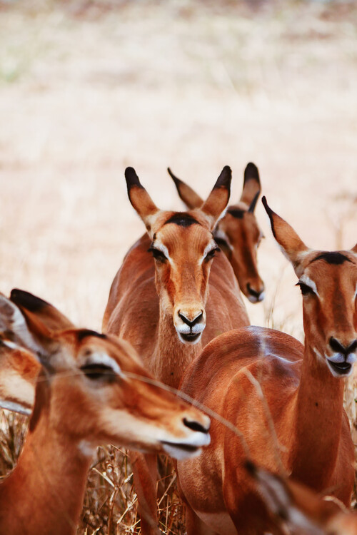 Arte fotográfico Antelope gang