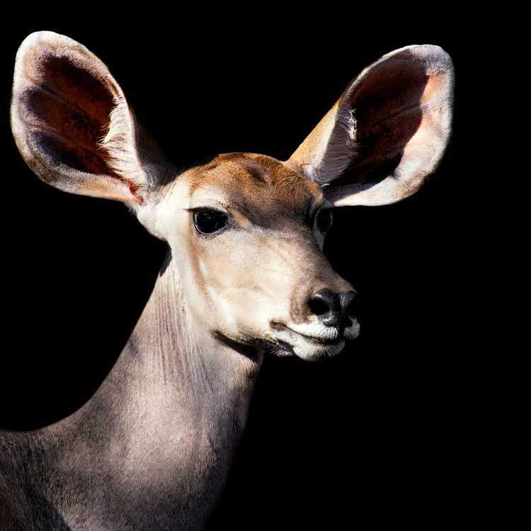 Arte fotográfico Antelope Impala Portrait Black Edition