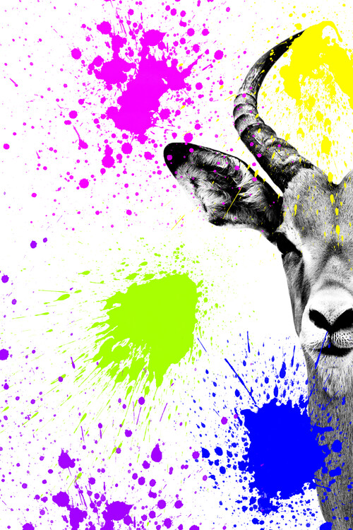 Arte fotográfico Antelope Impala Portrait