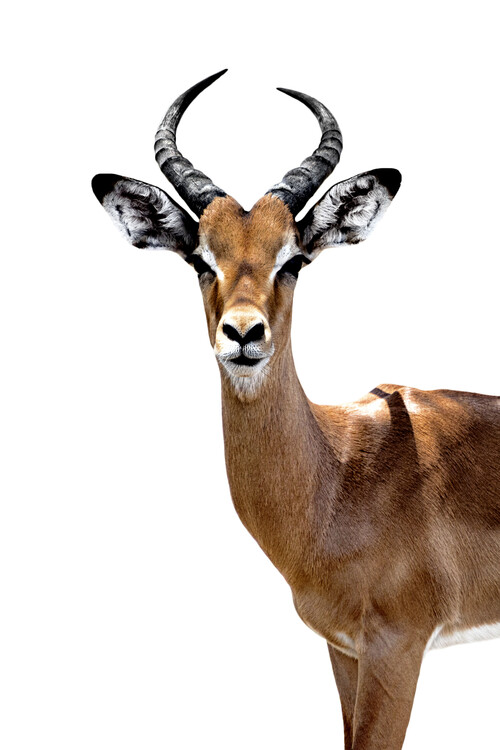 Arte fotográfico Antelope White Edition