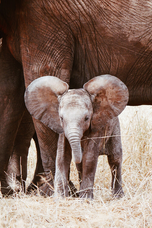 Arte fotográfico Baby Elephant