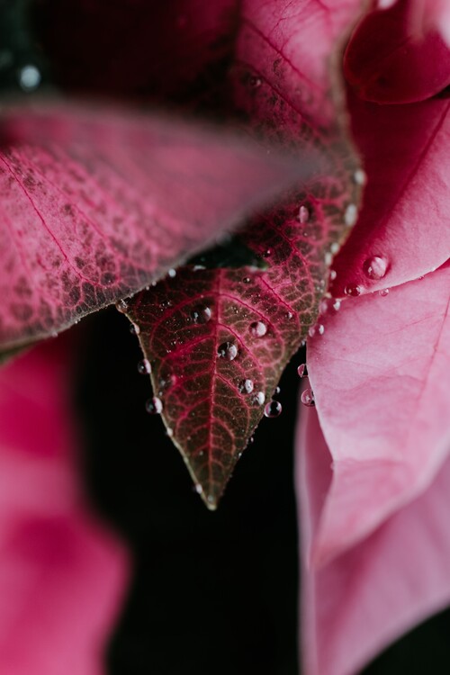 Arte fotográfico Beautiful detail of pink flowers
