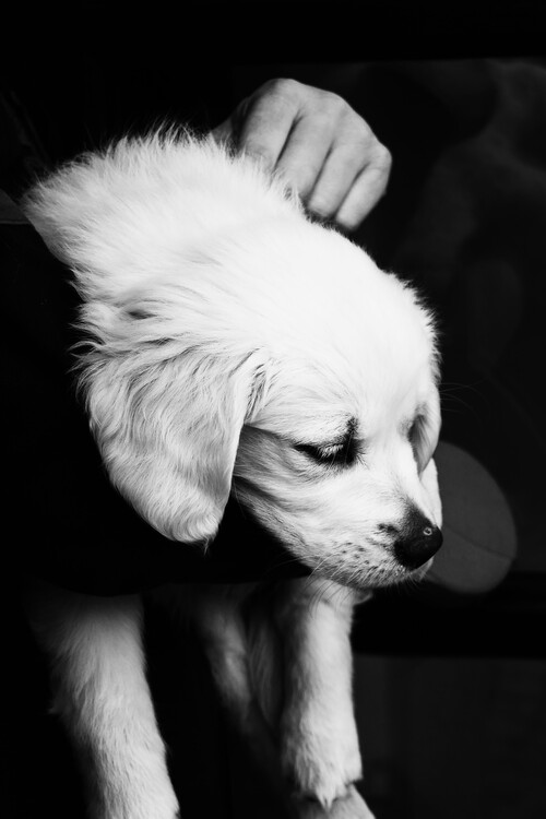 Arte fotográfico Black and White Puppy