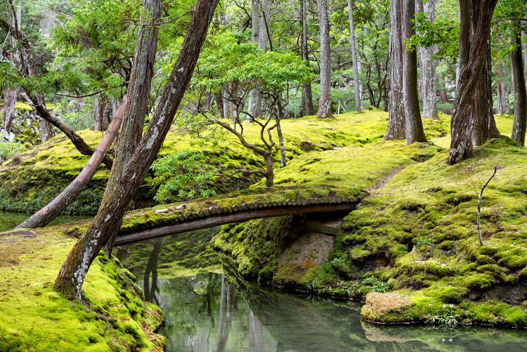 Arte fotográfico Bridge in Moss Garden