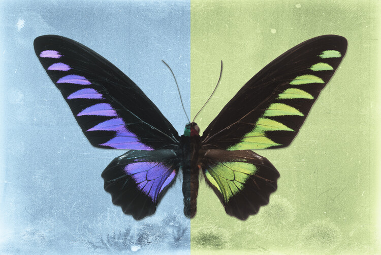 Photographie d'art BROOKIANA PROFIL - SKYBLUE & LIME GREEN