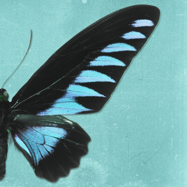 Arte fotográfico BROOKIANA SQ - TURQUOISE
