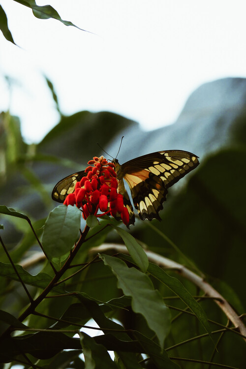 Arte fotográfico Butterfly feast