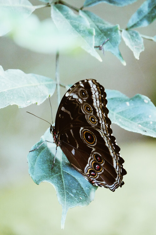 Arte fotográfico Butterfly portrait