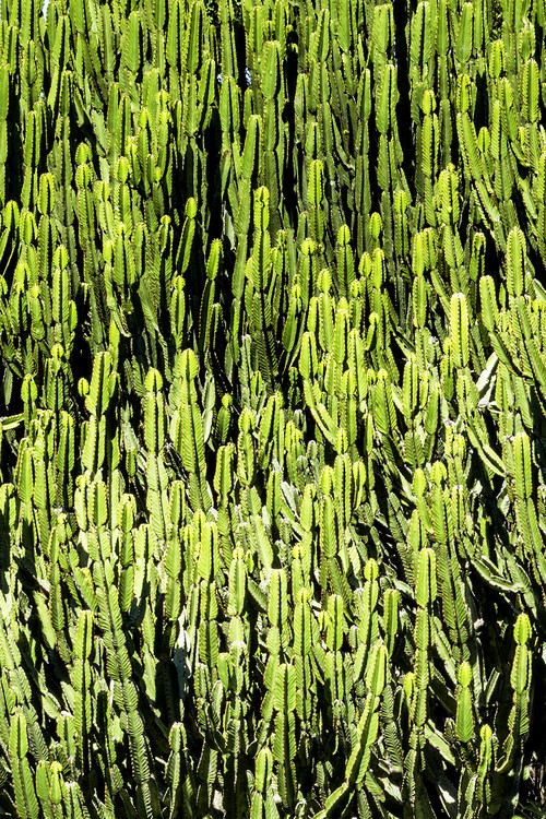 Arte fotográfico Cactus Forest