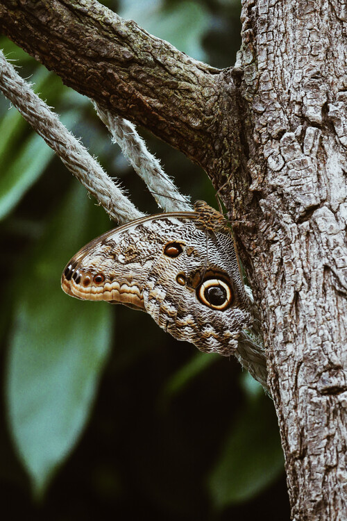 Arte fotográfico Camouflaged butterfly