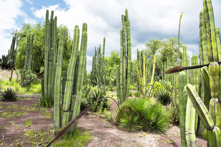 Photographie d'art Cardon Cactus