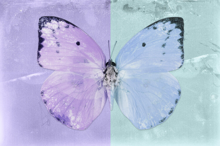 Arte fotográfico CATOPSILIA - MAUVE & TURQUOISE