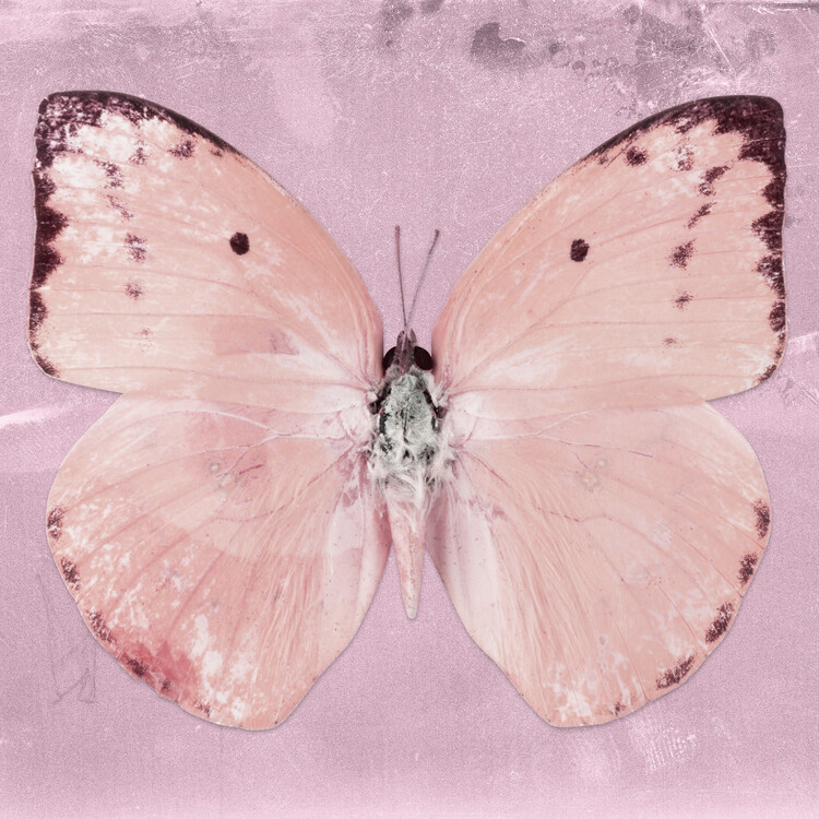 Arte fotográfico CATOPSILIA SQ - PALE VIOLET