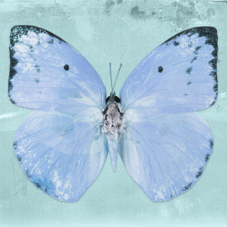 Arte fotográfico CATOPSILIA SQ - TURQUOISE