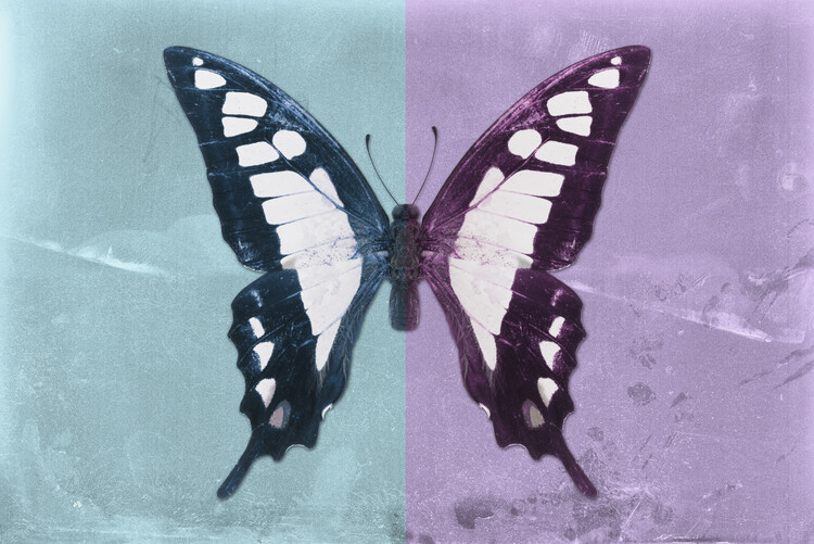 Arte fotográfico CLOANTHUS - TURQUOISE & MAUVE