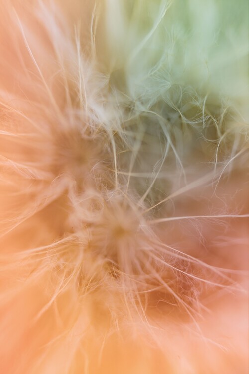 Arte fotográfico Dandelion beauty inside the forest