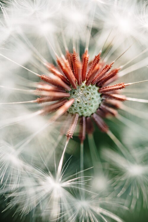 Arte fotográfico Dandelion detail