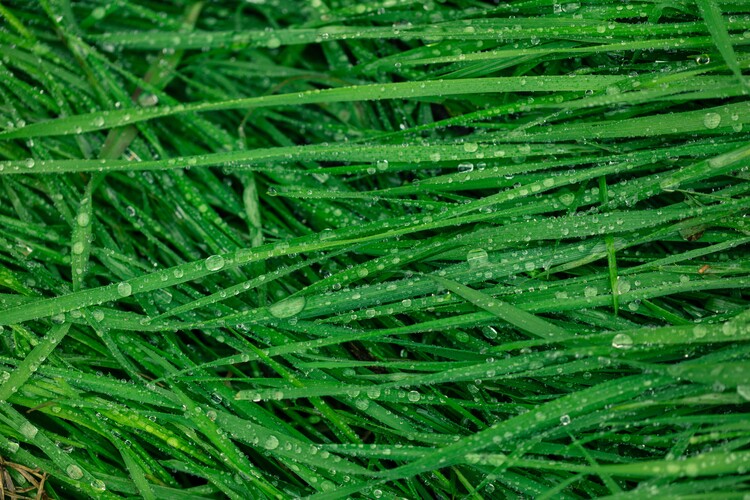 Arte fotográfico Details of grass