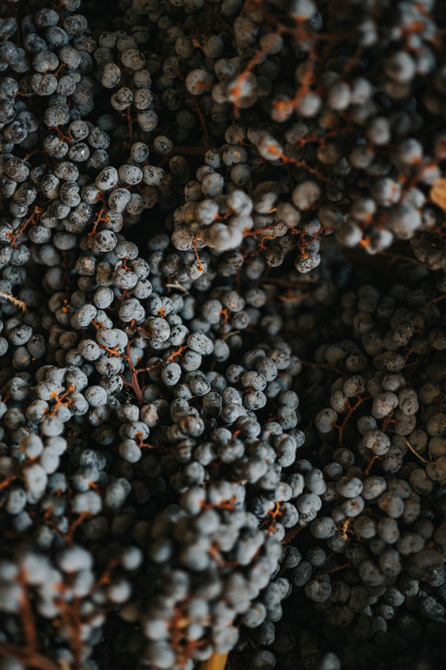 Arte fotográfico Dry fruits from nature