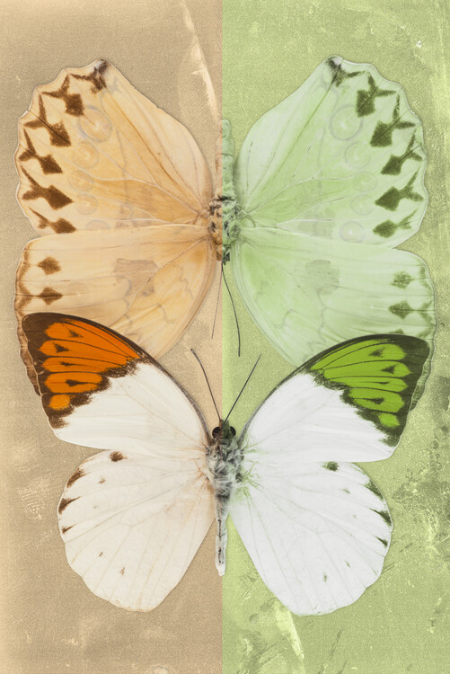 Arte fotográfico DUO FORMOIA - DARK YELLOW & LIME GREEN