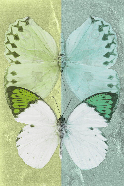 Photographie d'art DUO FORMOIA - LIME GREEN & CORAL GREEN