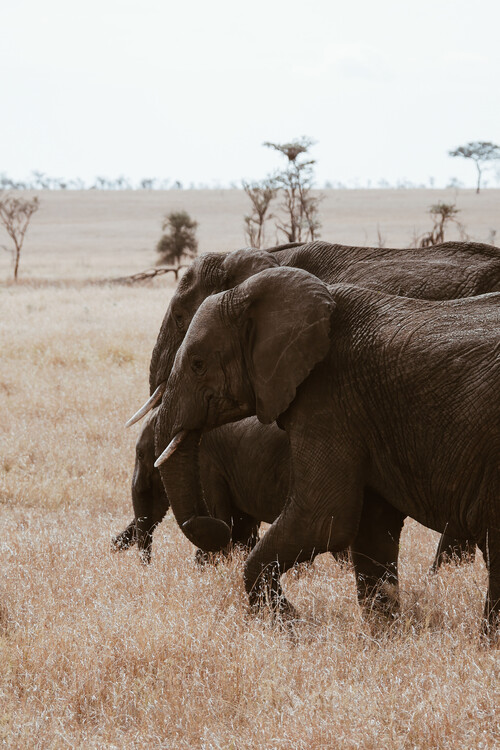 Arte fotográfico Elephant Family