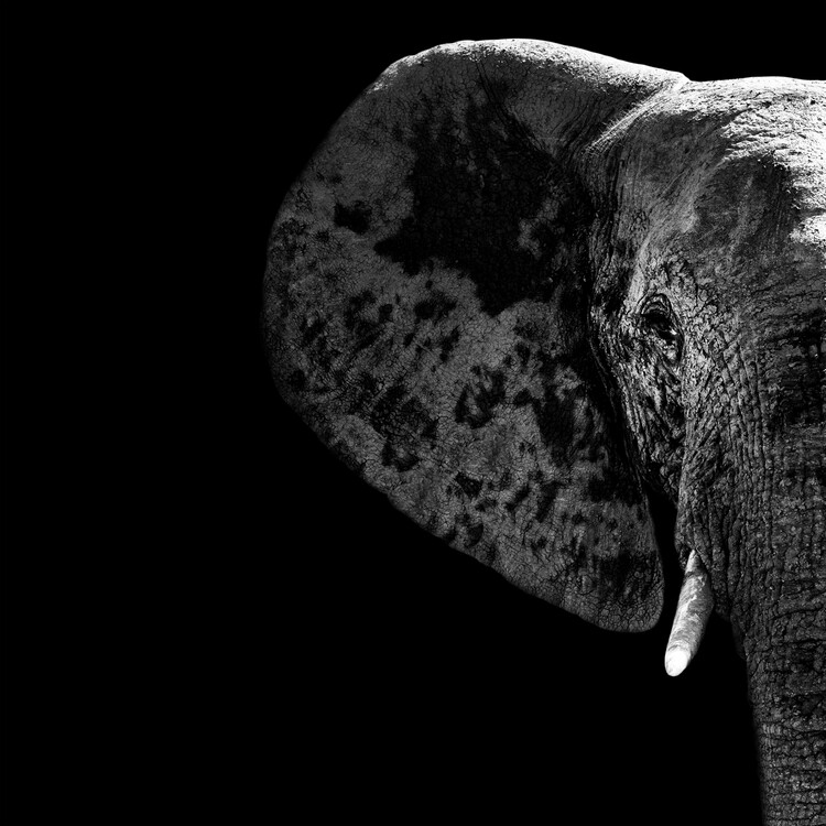 Arte fotográfico Elephant Portrait Black Edition