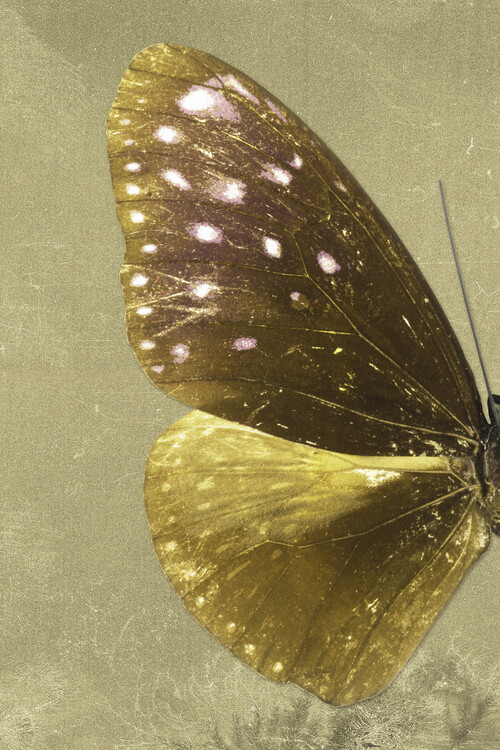 Arte fotográfico EUPLOEA PROFIL - GOLD