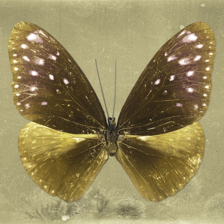 Arte fotográfico EUPLOEA SQ - GOLD