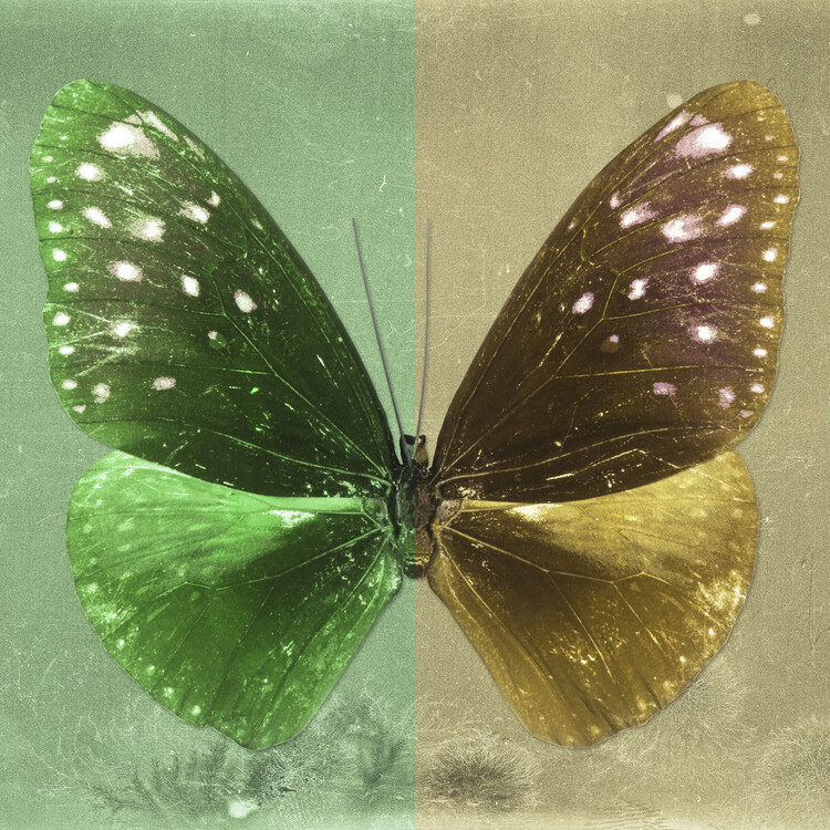 Arte fotográfico EUPLOEA SQ - GREEN & GOLD