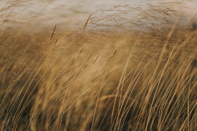 Arte fotográfico Field at golden hour