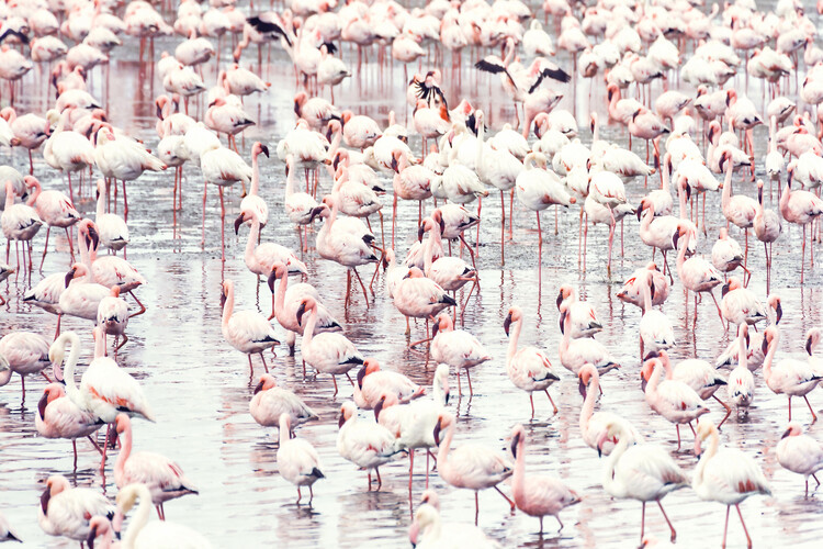 Arte fotográfico Flock of flamingos