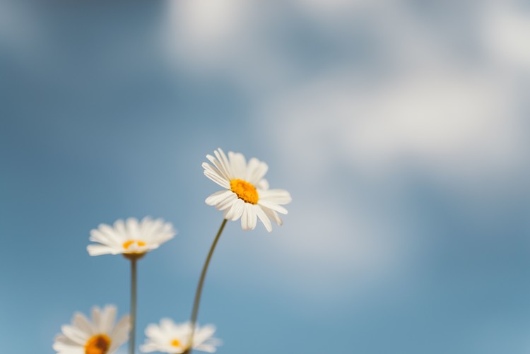 Arte fotográfico Flowers with a background sky