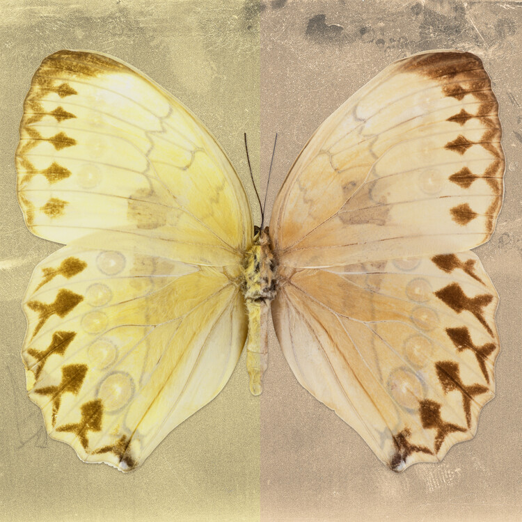 Arte fotográfico FORMOSANA SQ - YELLOW & DARK BEIGE